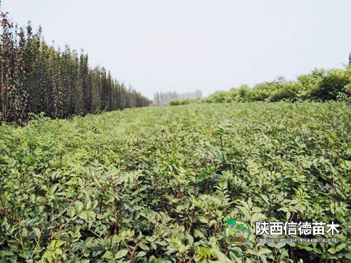 陕西花椒苗基地